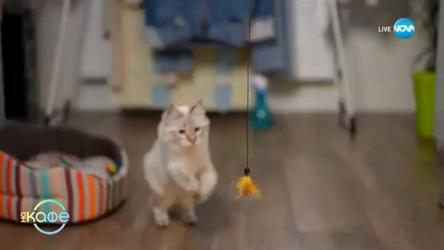 Д-р Милена Панчева: Как да изберем подходящата порода на котката? - „На кафе“ (25.02.2025)
