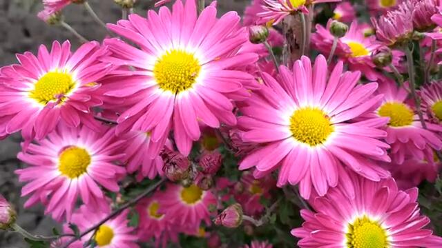 Турецкий сериал Рынок 3 серия русская озвучка | Кенан совершил ошибку