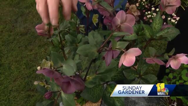 Sunday Gardener:  Early spring flowers