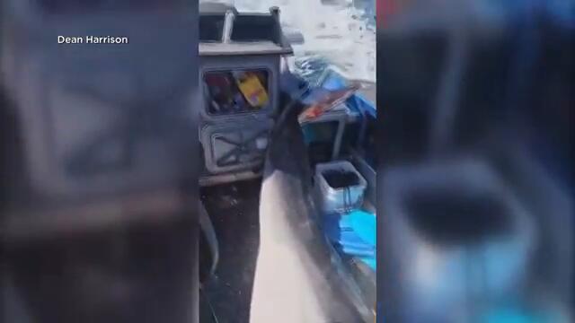 900-Pound Dolphin Jumps Onto Boat