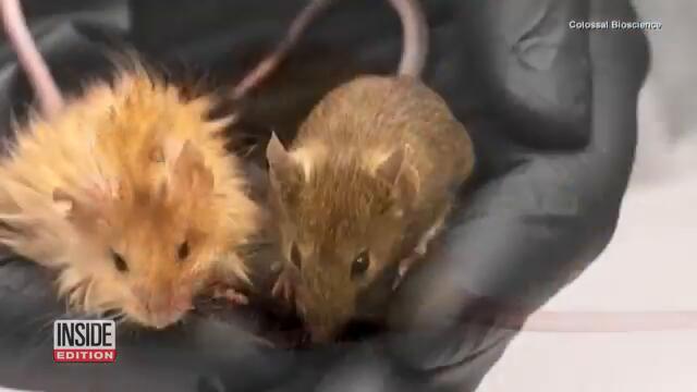 Could These Woolly Mice Bring Back the Woolly Mammoth?