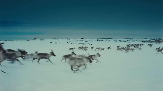 IMAX: To The Arctic 3D (2012) – Trailer (Български)
