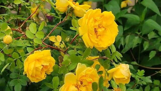 Далекий город 18 серия русская озвучка Турецкий сериал | Обзор