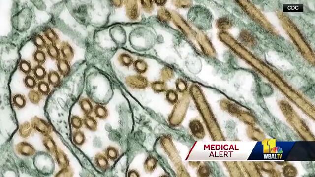 7th bird flu case reported in Maryland