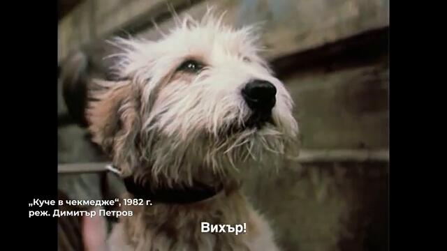 Куче в чекмедже (1984) - откъс