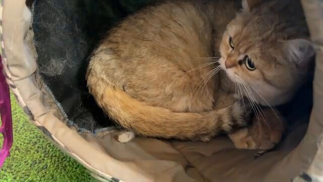 Mother cat gives birth to a kitten and carries it away in her teeth. Subtitles!