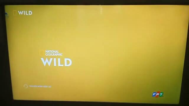Cam National Geographic Wild Asia Ident Parrot 2 Verison