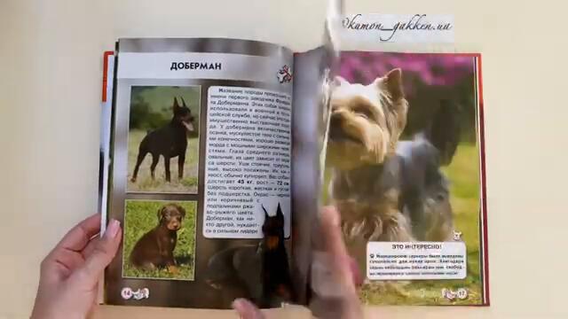 videoplayback - 2025-04-12T154411.174