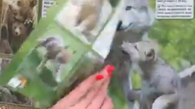 videoplayback - 2025-04-12T154250.871