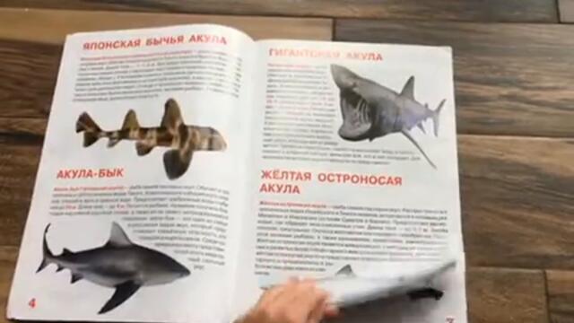 Гортаємо книгу "Большая книга Акулы"
