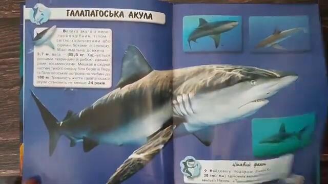 videoplayback - 2025-05-07T160048.572