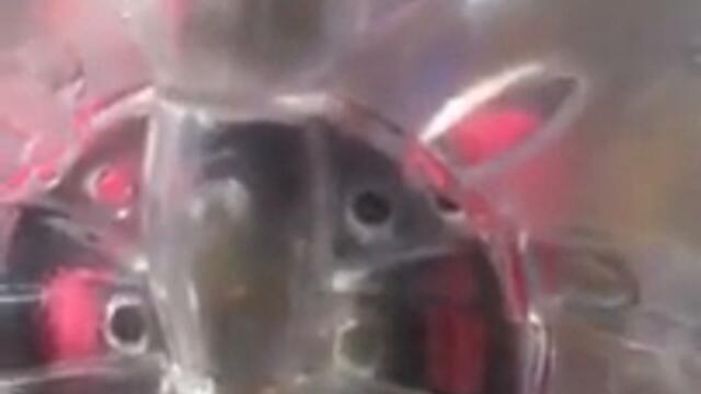 Smile DK butterfly toy