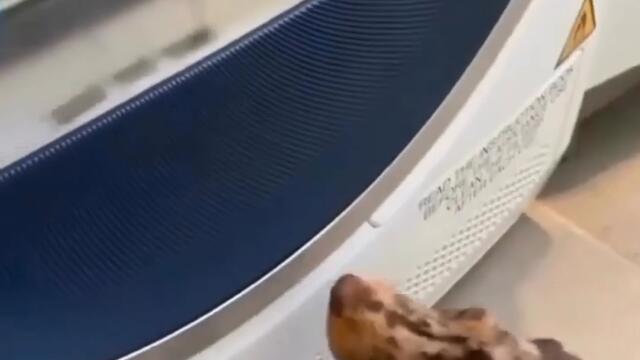 Кученце чака с нетърпение плюшеното си прасенце