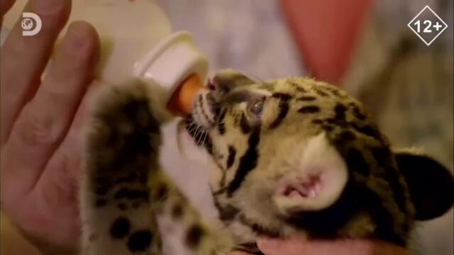 Заставки И Анонсы (Discovery Channel 14.04.2023 12_04)