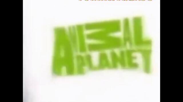 Preview 2 Телеканал Animal Planet International Россия 2009-2013 Deepfake