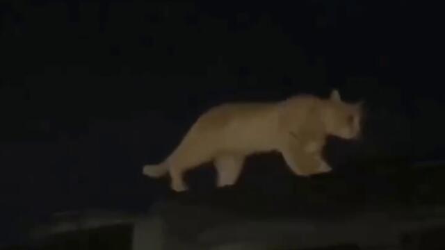 Оптична илюзия - гиганска котка на покрива