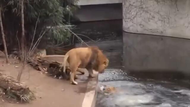 Лъв се подхлъзва и пада във водата СМЯХ