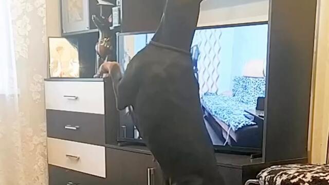 Куче прави упражнения