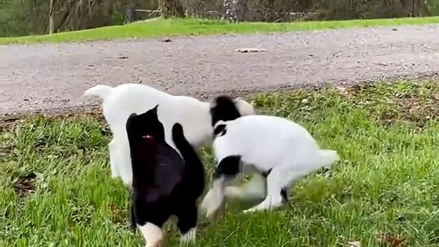 Cats and many animals