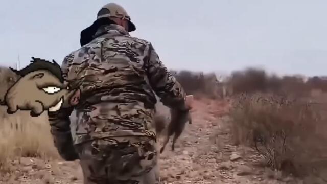 свински истории