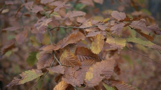 ® Sasa Jelic  i SJ studio - Gde li si sada  © 2025