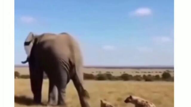 Обгазена от слон хиена СМЯХ