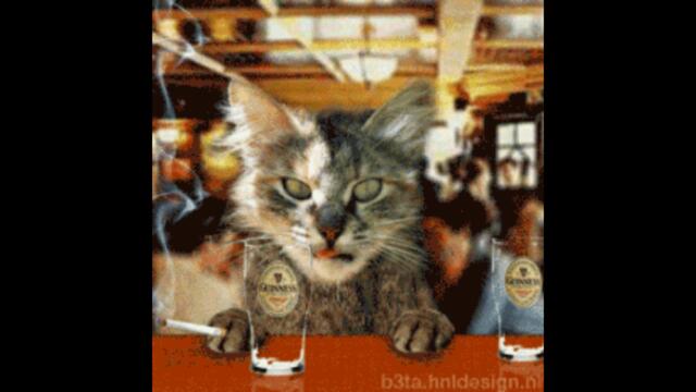 Диско Кътче При Котака!