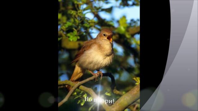 Птицата в мен