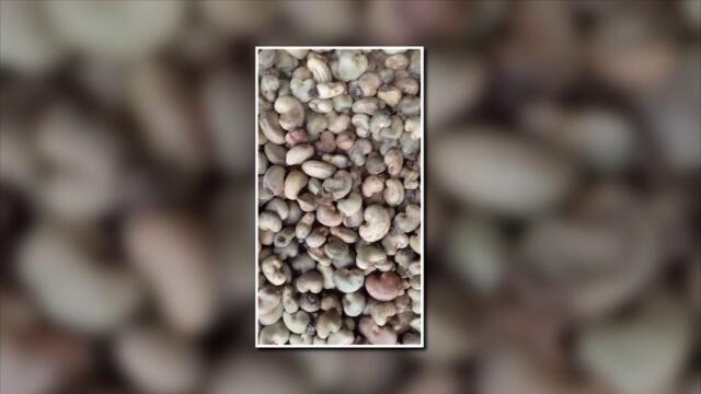 PREMIUM RAW CASHEW NUTS WHOLESALER IN JAIPUR RAJASTHAN