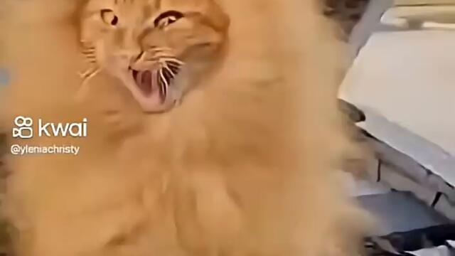 Автомеханици  vídeo