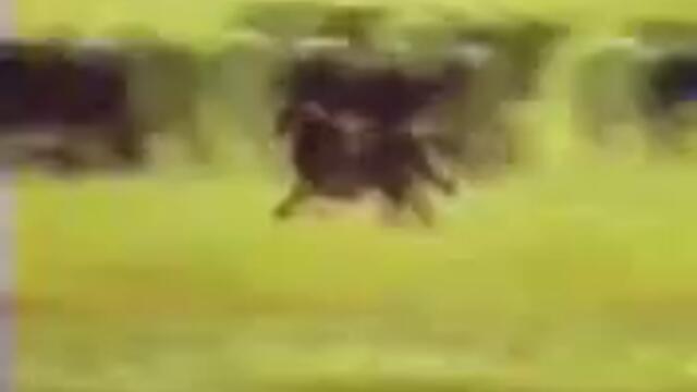 Running_Cheetah-world79.spcs.bio