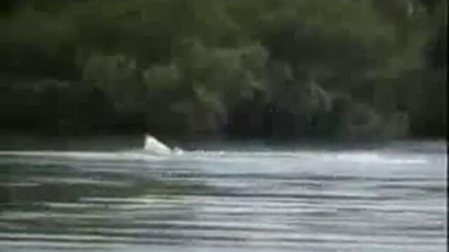 V_reke_zamecheny_neizvestnye_suschestva-world79.spcs.bio