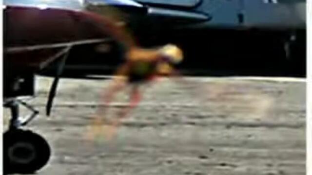 Dinosaurs - Pterosaurs still exist