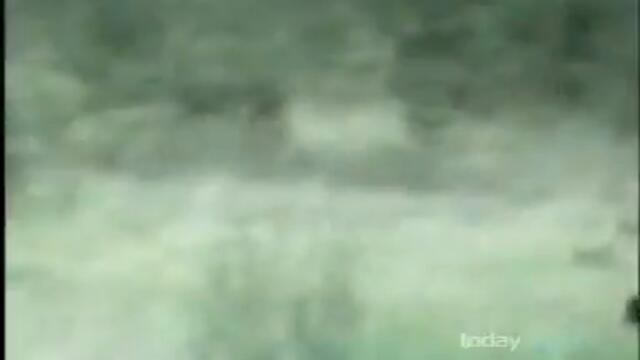 Mystery big cats in Australia