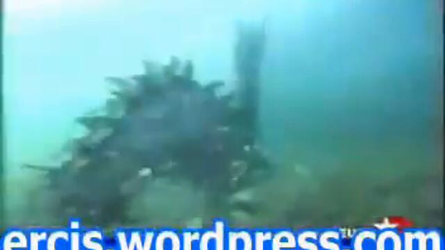 Van Gölü Canavarı Görüldü - Görüntüler ve Halkla Röportaj - Video İzle - Lake Van Monster