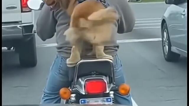 Весело Куче СМЯХ