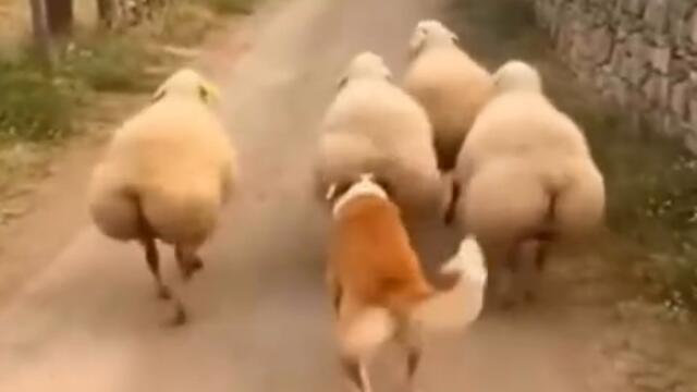 Куче имитира овца СМЯХ