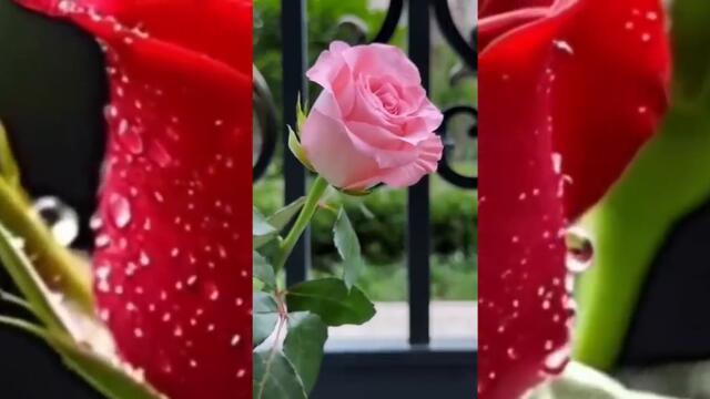 АНТОАН АНТОНОВ ЖЕНАТА - РОЗА (ОРИГИНАЛЕН ЗАПИС)