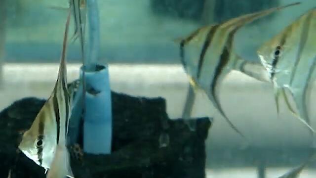 Pterophyllum altum Angelfish in aquarium