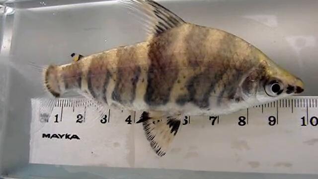 Abramites hypselonotus Marbled headstander