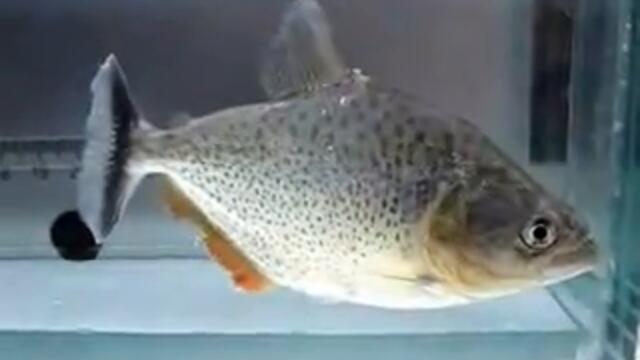 Serrasalmus irritans Piranha