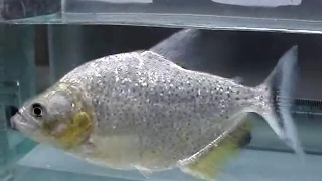 Serrasalmus irritans YELLOW Piranha