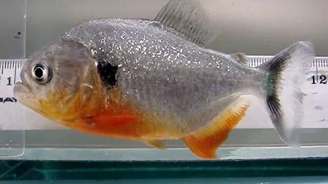 Pygocentrus cariba red belly piranha