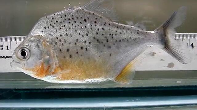 Pristobrycon striolatus Piranha