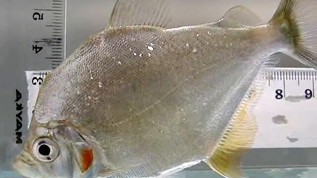 Catoprion mento whimple piranha