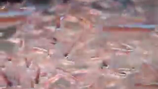 Paracheirodon axelrodi Cardinal Tetras