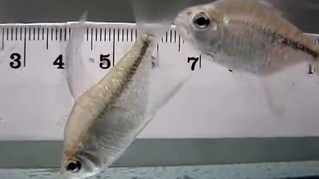 Moenkhausia pittieri diamond tetras