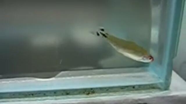 Hemigrammus rhodostomus Rummy nose tetra