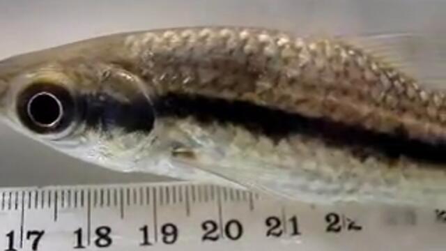 Laemolyta orinocensis