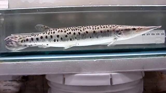 Boulengerella maculata Pike Fish